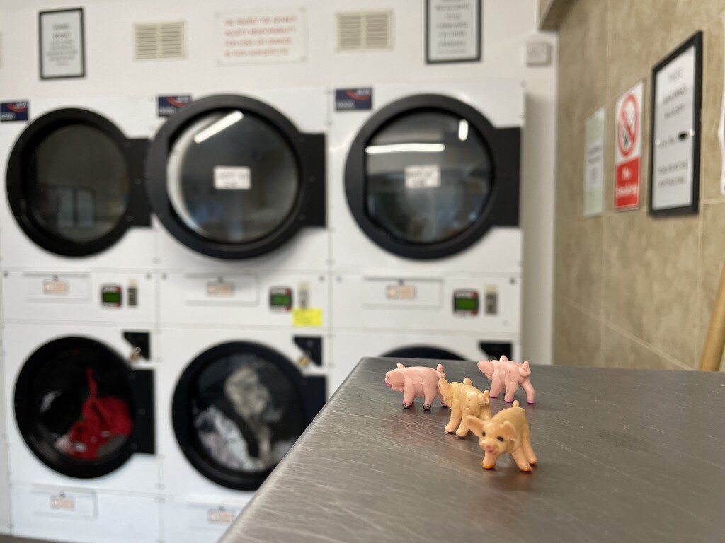 Laundry (not quite dry) with pigs by mcsiegle