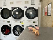 5th Jul 2023 - Laundry (not quite dry) with pigs