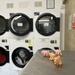 Laundry (not quite dry) with pigs by mcsiegle