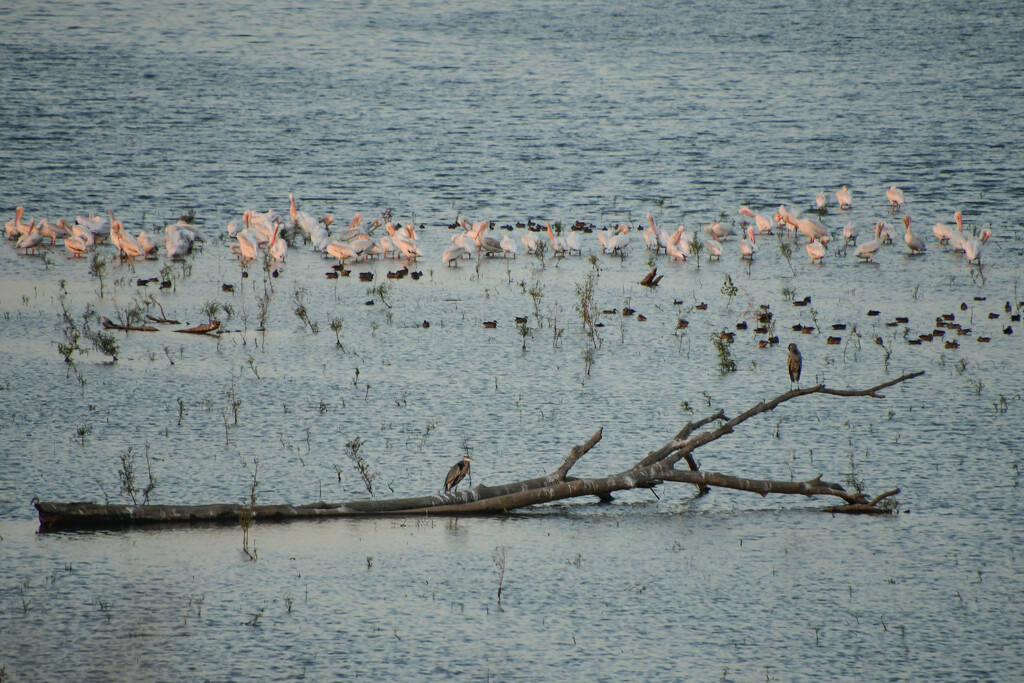 Assorted Flock by kareenking
