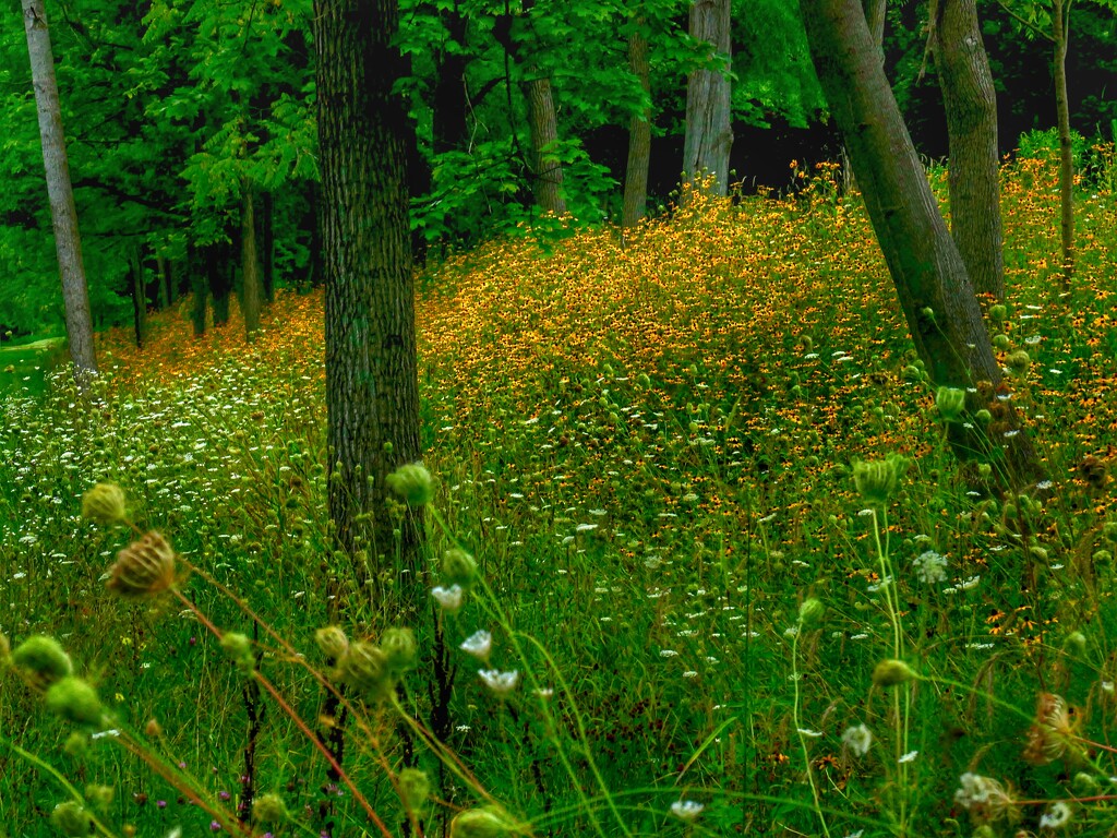 wildflowers… by amyk