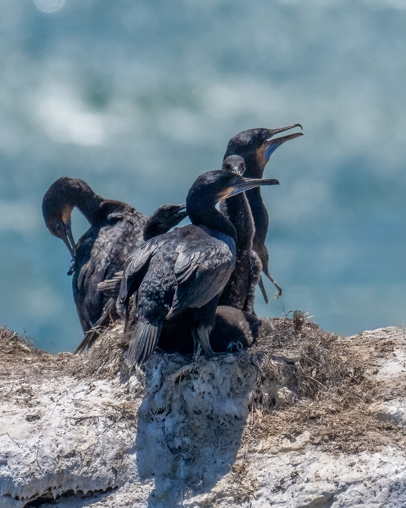 Cormorants nesting by nicoleweg
