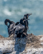 23rd Aug 2023 - Cormorants nesting