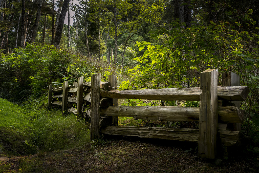 Woodland Fence by cdcook48