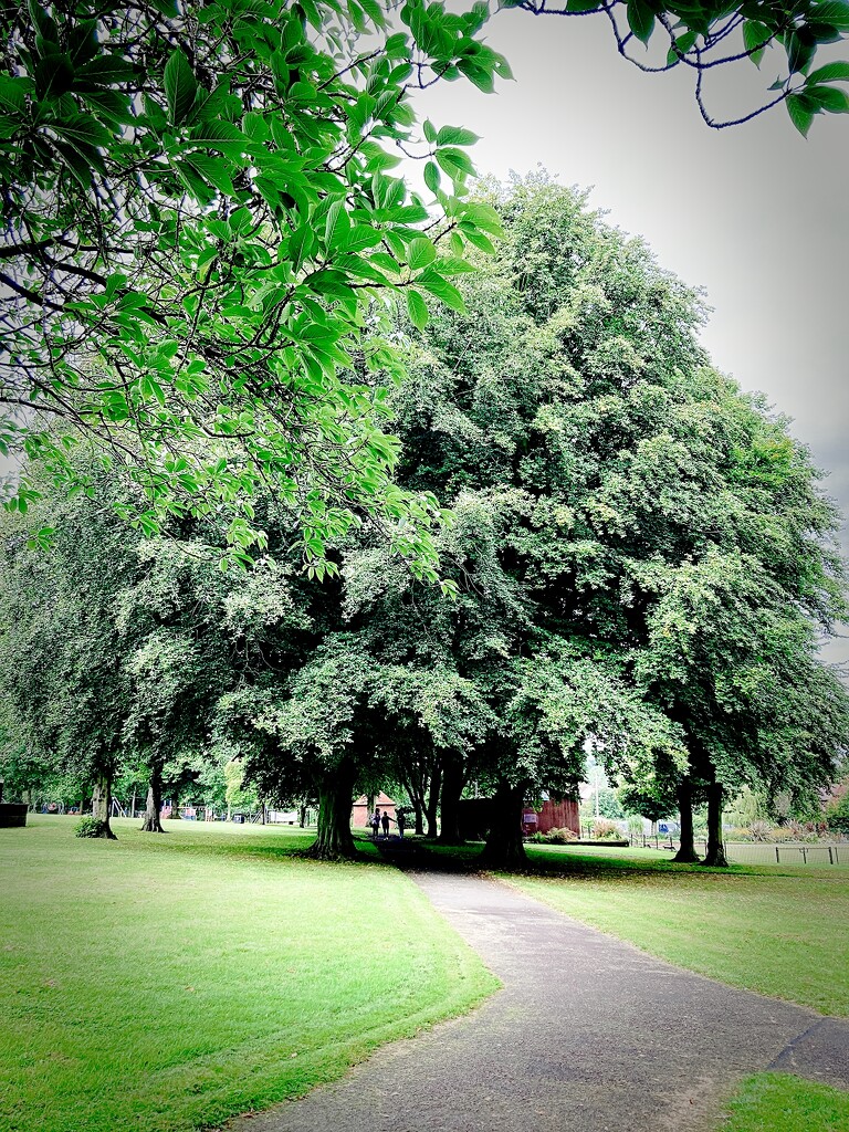 Tree Walk by allsop
