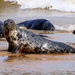 Seal, North Norfolk……..855 by neil_ge
