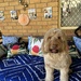 Archie helping with party prep by corymbia