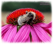 24th Aug 2023 - Bee And Echinacea