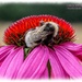 Bee And Echinacea by carolmw