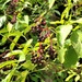 Elderberry juice by cordulaamann