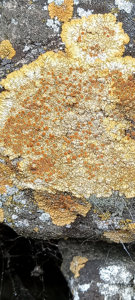 Lichen on a stonewall  by 365projectorgjoworboys