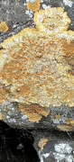 24th Aug 2023 - Lichen on a stonewall 