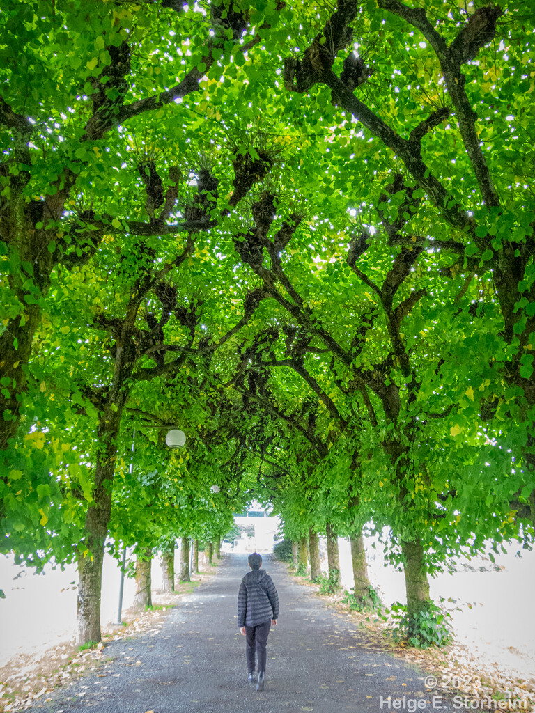 Under the linden trees by helstor365