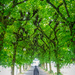 Under the linden trees by helstor365