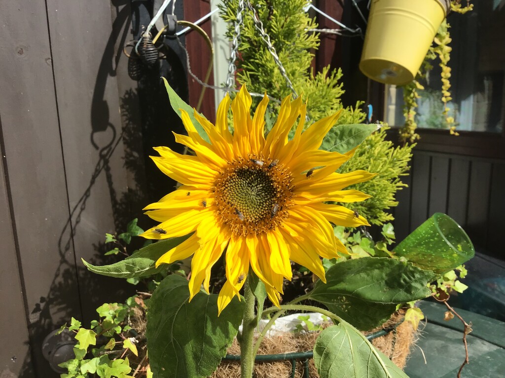 Sunflower by jab