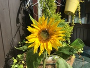 16th Aug 2023 - Sunflower