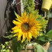 Sunflower by jab