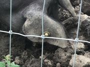 22nd Aug 2023 - Rooting pig