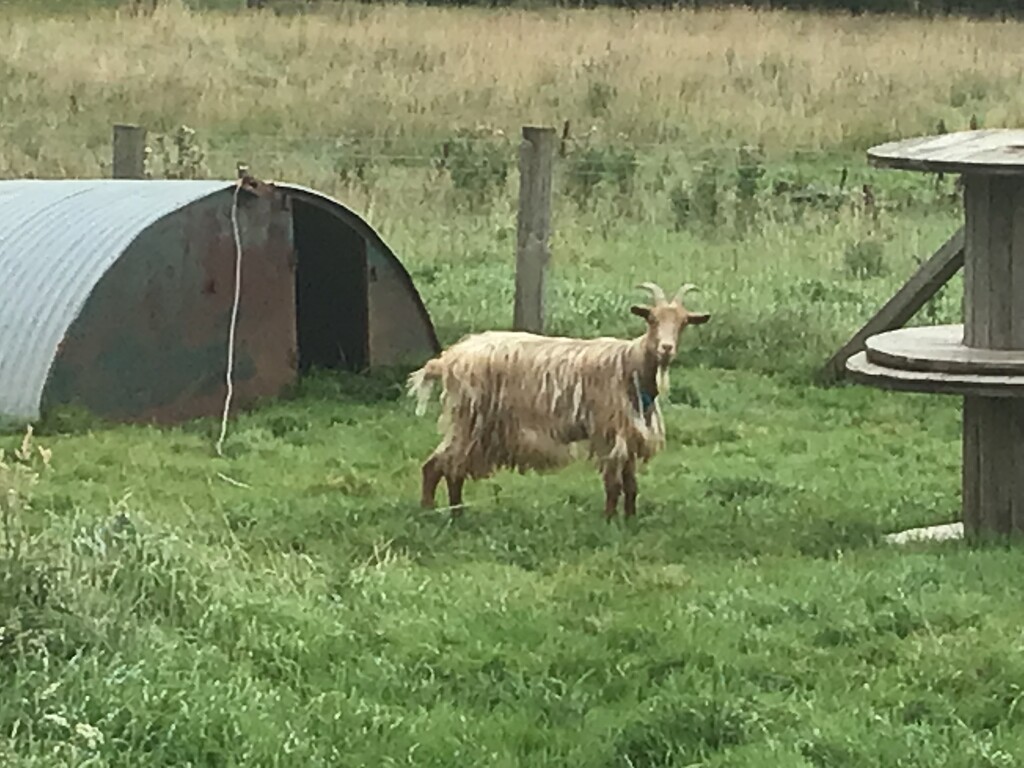Goat by jab