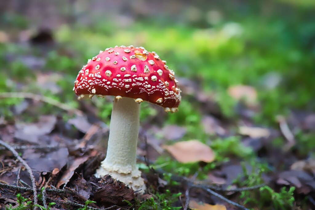 Fly agaric by okvalle