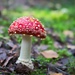 Fly agaric by okvalle