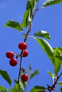 8th Jul 2023 - More cherries