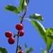 More cherries by mdaskin