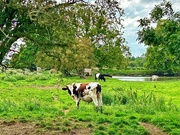 24th Aug 2023 - Cows around the lake /pond