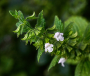 24th Aug 2023 - Lemon Balm Flowers