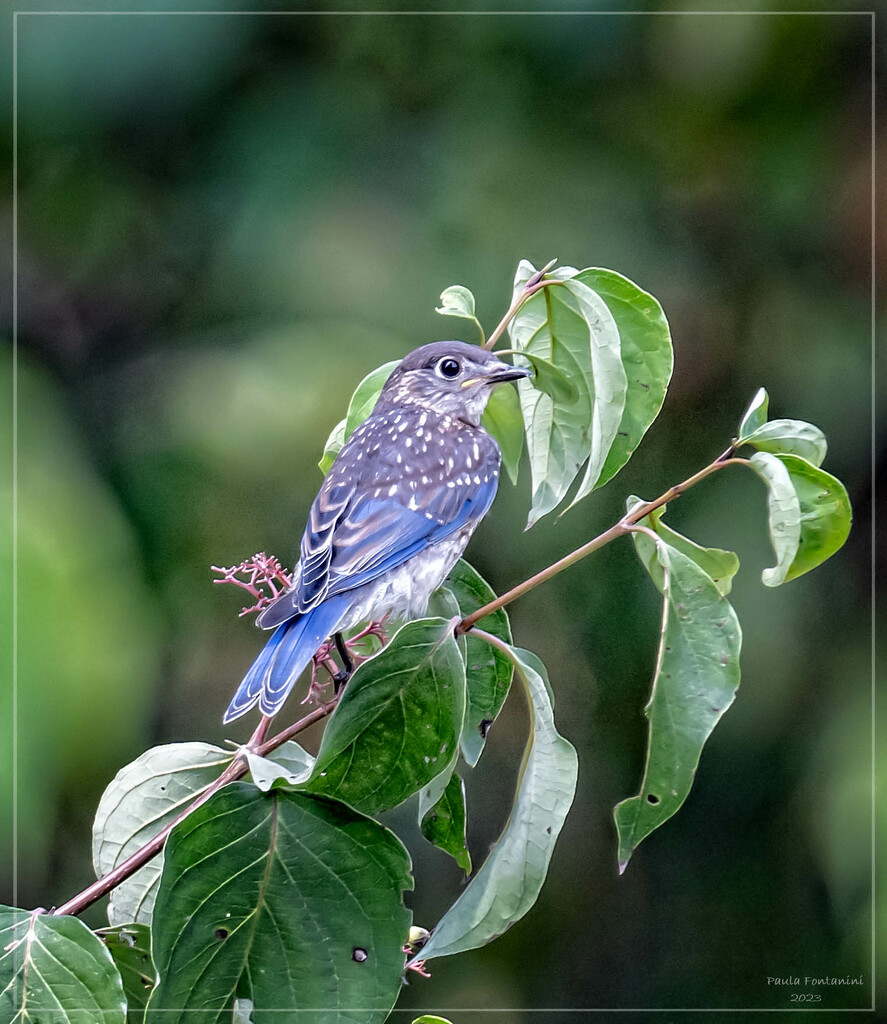 Juvenile Bluebird  by bluemoon