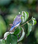 24th Aug 2023 - Juvenile Bluebird 