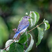 Juvenile Bluebird  by bluemoon