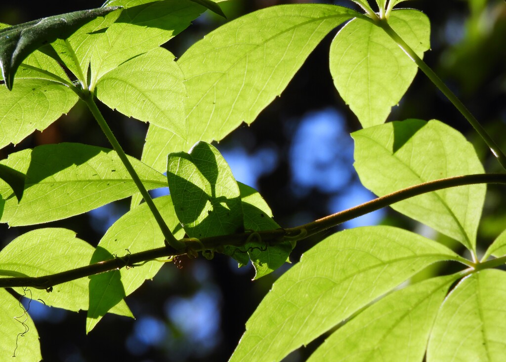 Sunshine and shadows by tiaj1402