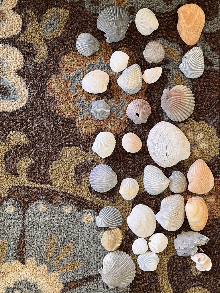 Seashells  by beckyk365
