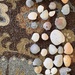 Seashells  by beckyk365