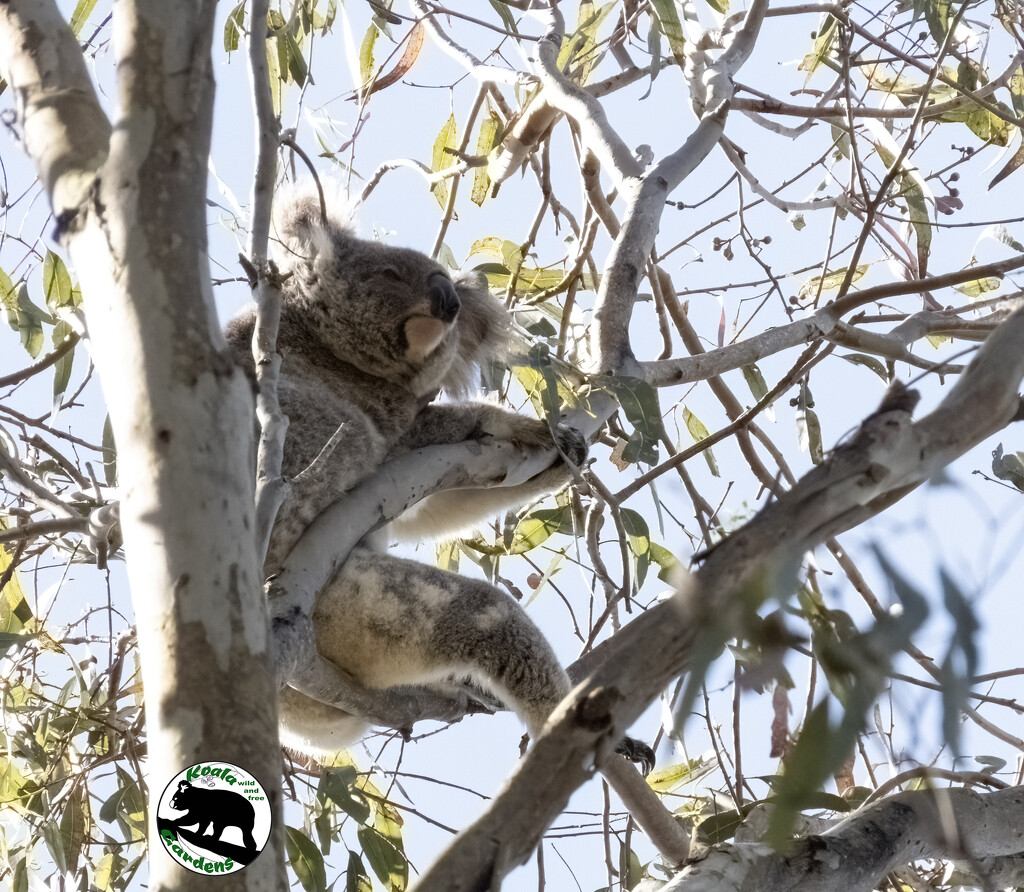 so very casual by koalagardens