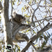so very casual by koalagardens
