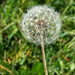 Dandelion seed head by larrysphotos