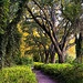 A path in the park by congaree