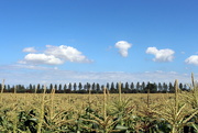 25th Aug 2023 - Blooming corn. 