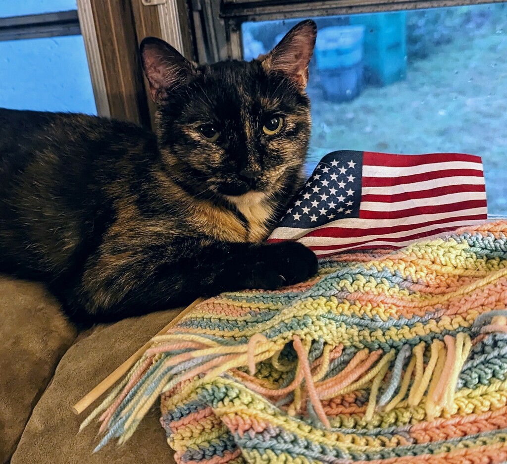 Patriotic Kitty  by julie