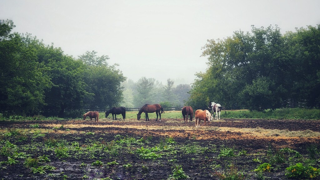 Horses in the mist by ljmanning