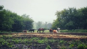 24th Aug 2023 - Horses in the mist