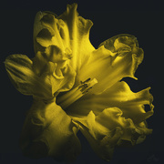 25th Aug 2023 - Daffodil