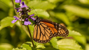 24th Aug 2023 - Monarch Butterfly!