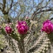 Cactus Flower by tapucc10