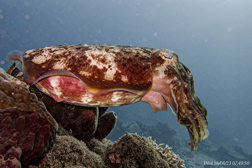 cuttlefish side view by wh2021