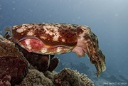 19th Aug 2023 - cuttlefish side view