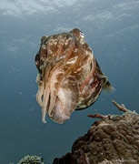 20th Aug 2023 - cuttlefish front view