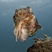 cuttlefish front view by wh2021